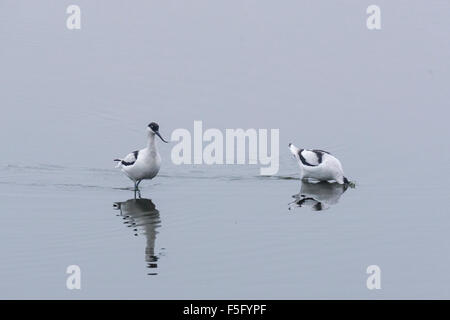 Una coppia di trampolieri e alimentando avocette sulla laguna a due Tree Island, Essex Foto Stock