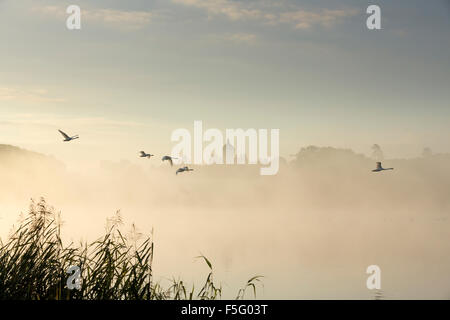 Cigni al di sopra del grande lago, Castle Howard, North Yorkshire. Foto Stock