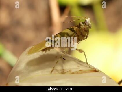 Africa orientale fiore spinoso mantis (Pseudocreobotra wahlbergi)visto di profilo, in posa su un fiore Foto Stock