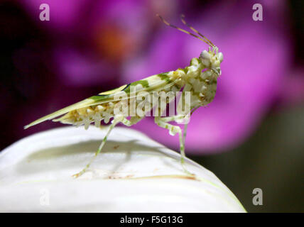 Africa orientale fiore spinoso mantis (Pseudocreobotra wahlbergi) in posa su un fiore Foto Stock