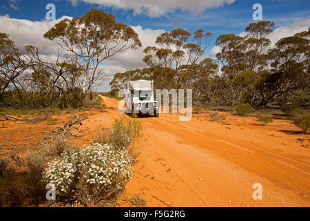 La trazione a quattro ruote motrici camper sulla sabbia rossa outback via orlati con fiori selvaggi & mallee boschi in Murray Tramonto National Park Victoria Australia Foto Stock