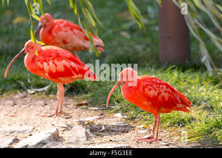 Scarlet Ibis (Eudocimus ruber), specie di ibis nel bird family Threskiornithidae Foto Stock
