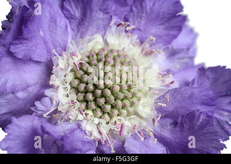 Scabious su sfondo bianco Foto Stock