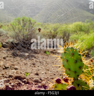 Close-up web spoder ed Opuntia ficus-indica cactus. Tenerife, Isole Canarie. Spagna Foto Stock