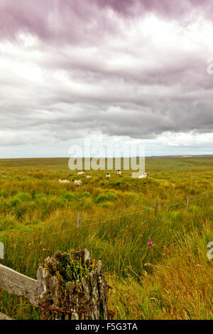 Un gregge di pecore a raccogliere Exe testa, la sorgente del fiume Exe su Exmoor, Somerset, Inghilterra, Regno Unito Foto Stock