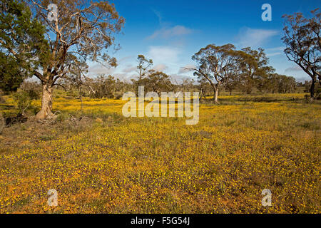 Paesaggio panoramico con vasto campo di giallo fiori selvatici, Senecio gregorii, orlata da alti alberi di gomma sotto il cielo blu in outback Australia Foto Stock