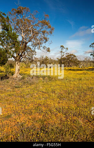 Paesaggio con il vasto campo dei fiori selvatici giallo, Senecio gregorii, orlata da alte eucalipto / alberi di gomma sotto il cielo blu in outback Australia Foto Stock