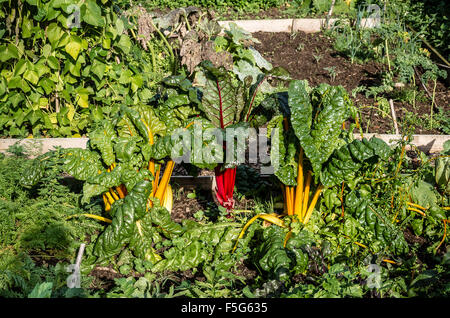 Le bietole rosse e giallo forma crescente in letto vegetale nel mese di ottobre Foto Stock