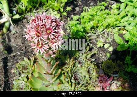 Semprevivo comune in fiore a (sempervivum Copernicia) nel giardino, foto dal nord della Svezia. Foto Stock