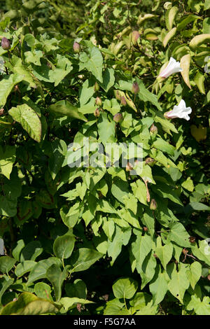 Grandi maggiore centinodia pianta a fine stagione a copertura di un albero di lilla con fiori e baccelli di semina, Settembre Foto Stock