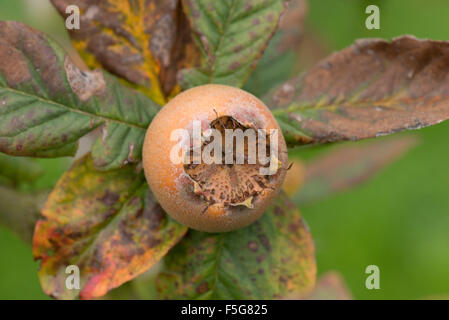 Frutto di un albero di nespola con senescing Autumnn foglie dietro nel mese di novembre, un raccolto che ha origine in epoca romana Foto Stock