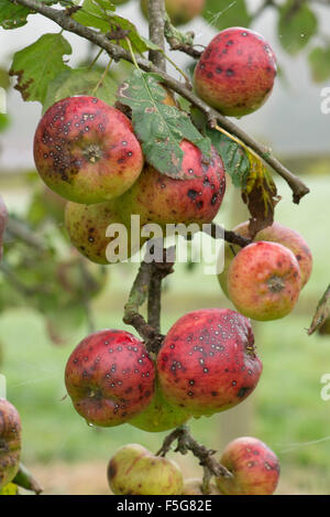 Discreta fungine o batteriche spotting su apple frutto nel tardo autunno mite, vaiolo nero, Berkshire, Novembre Foto Stock