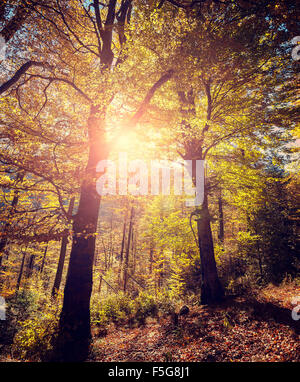 Retrò immagine stilizzata della foresta autunnale. Foto Stock