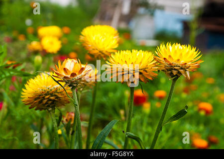 Giallo elicriso carta paglia daisy fiore. Elicriso o paglia fiore nel giardino esterno. Giallo paglierino fiori, scientifico nam Foto Stock