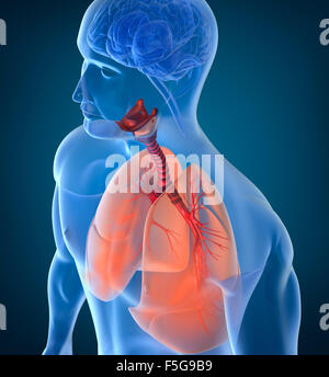 Anatomia umana del sistema respiratorio Foto Stock