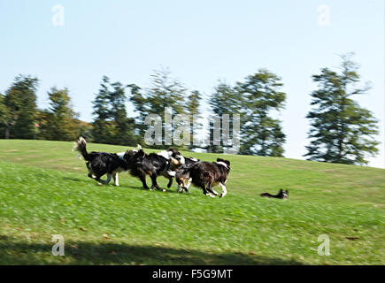 Un branco di Border Collies che corrono e giocano in un campo verde aperto. Foto Stock