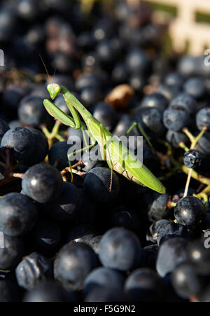 Primo piano di una mantide preghiere su uve appena raccolte in un vigneto biologico. Foto Stock