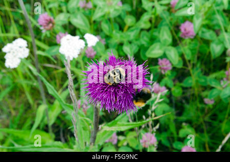 Un bumblebee beetle (frichius fasciatus) su un thistle (Cirsium vulgare), immagine dal nord della Svezia. Foto Stock