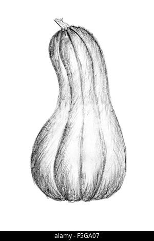 Disegno a matita dalla boccola di zucca o squash sul libro bianco. Matita originale o del disegno a mano, carbone e disegnati a mano painti Foto Stock