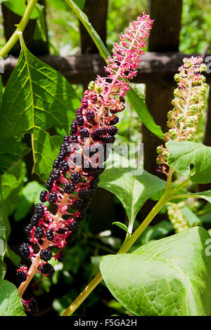 Pokeweed o pokeberry foglie e frutta. Coppia pokeweed o pokeberry sul ramo verde, il nome scientifico è phytolacca acinosa Foto Stock