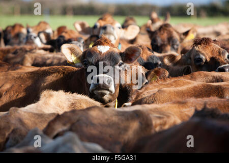 Un jersey mucca guarda oltre le spalle di altre vacche nella mandria Foto Stock