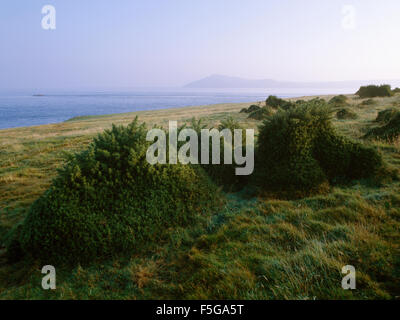 Gorse arbusti potati con pecore roditura all'estremità nord di Bardsey Island, il Galles del Nord, Regno Unito: terraferma a distanza attraverso il suono Bardsey Foto Stock