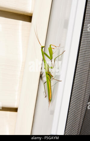 Mantide Religiosa insetto in natura come un simbolo verde di sterminio naturale e Pest Control con un predatore che caccia e mangia Foto Stock