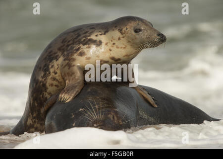 Le foche grigie a giocare tra il serf, Norfolk, Regno Unito. Foto Stock