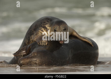 Le foche grigie a giocare tra il serf, Norfolk, Regno Unito. Foto Stock