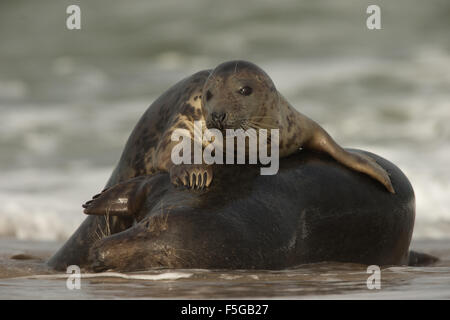 Le foche grigie a giocare tra il serf, Norfolk, Regno Unito. Foto Stock