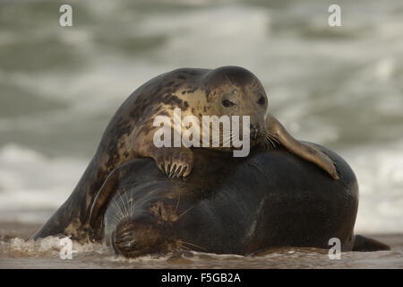 Le foche grigie a giocare tra il serf, Norfolk, Regno Unito. Foto Stock