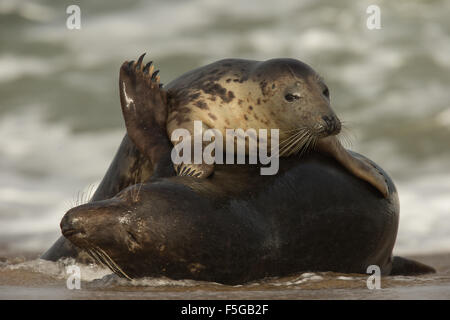 Le foche grigie a giocare tra il serf, Norfolk, Regno Unito. Foto Stock