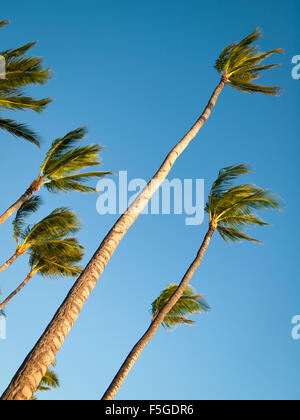 Palme di cocco billow nel vento a Anaeho'omalu Beach in Waikoloa, Hawai'i (Hawaii). Foto Stock