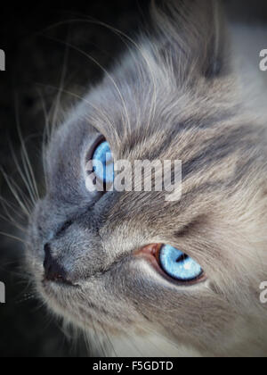 Gatto Ragdoll Foto Stock