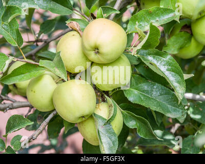 Ripe Golden Delicious sull'albero. Closeup shot. Foto Stock