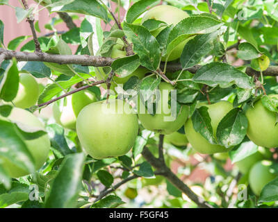 Ripe Golden Delicious sull'albero. Closeup shot. Foto Stock