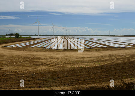 La generazione di energia elettrica da turbine eoliche in Santa Isabel, Puerto Rico. Territorio statunitense. Isola dei caraibi. Foto Stock