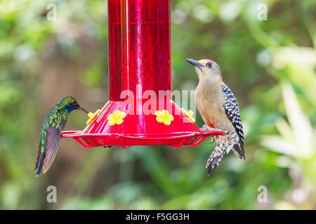 Rosso-incoronato picchio rosso maggiore (Melanerpes rubricapillus) adulto alimentazione alimentatore hummingbird, Trinidad e Tobago Foto Stock