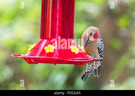 Rosso-incoronato picchio rosso maggiore (Melanerpes rubricapillus) adulto alimentazione alimentatore hummingbird, Trinidad e Tobago Foto Stock