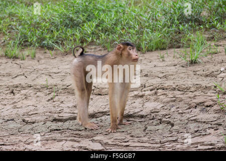 Macaque selvatici in Borneo nella giungla intorno al fiume Kinabatangan Foto Stock
