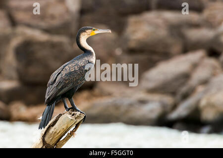 Bianco-breasted cormorano (Phalacrocorax lucidus), Lake Baringo, Kenya Foto Stock