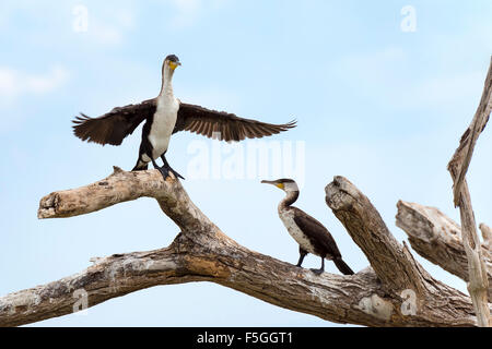 Bianco-breasted cormorano (Phalacrocorax lucidus) su albero secco, Lake Baringo, Kenya Foto Stock