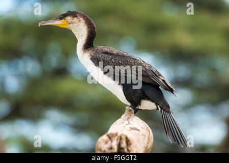 Bianco-breasted cormorano (Phalacrocorax lucidus), Lake Baringo, Kenya Foto Stock