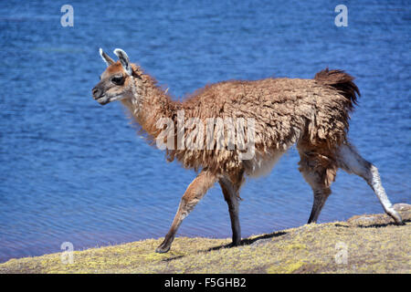 Brown llama (lama glama) a piedi nella parte anteriore del lago, altiplano, Bolivia Foto Stock