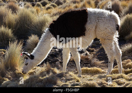 Marrone e bianco llama (lama glama) mangiare erba secca, altiplano, Bolivia Foto Stock
