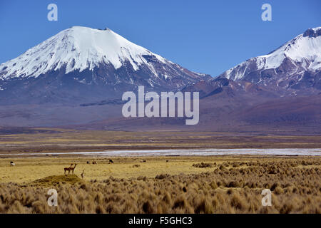 Vulcani innevati Pomerape e Parinacota, vicuñas o vicugnas (Vicogna vicugna), Parco Nazionale Sajama Foto Stock