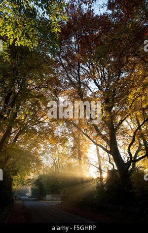 Autunno raggi del sole attraverso gli alberi in Cotswolds a sunrise. Gloucestershire, Inghilterra. Foto Stock