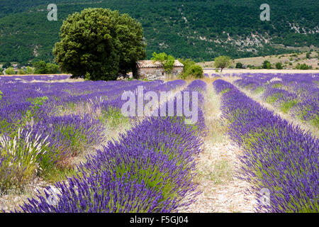 Campo di lavanda (Lavandula angustifolia) sull'altopiano d'Albion, Vaucluse Provence, Francia Foto Stock