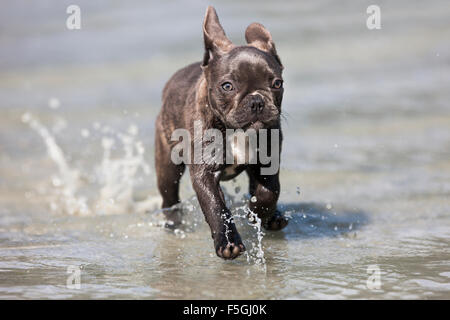 Bulldog francese, cucciolo, blu, in esecuzione attraverso acqua, Austria Foto Stock