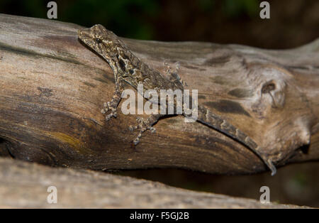 Madagascar Clawless Gecko (Lygodactylus verticillatus) sul ramo, foresta secca, Zombitse-Vohibasia Parco Nazionale Foto Stock